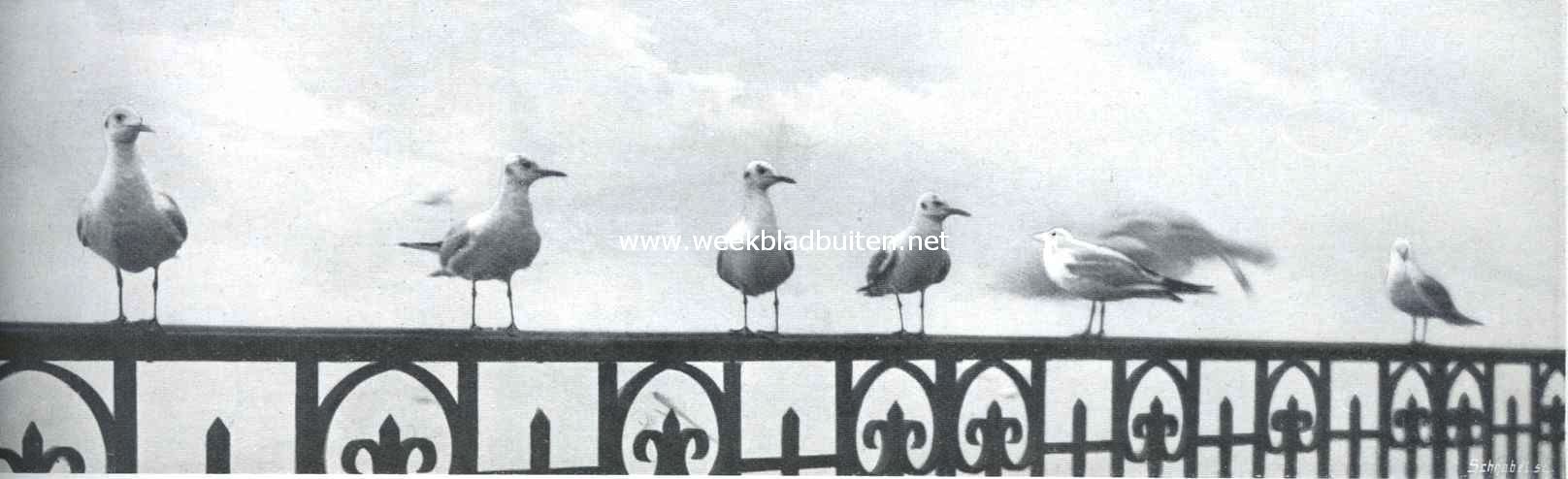 Meeuwen op een balustrade