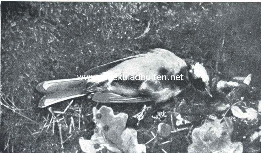 Doodgravers aan het werk. I. Een vogel (koolmees) is in het bosch omgekomen. Aan den bemosten voet van een jongen eik, waar de boschmuis de zwarte aarde heeft omgewoeld, ligt het doode vogeltje uitgestrekt, met tegen het lichaam gelegde vleugels en opgetrokken pootjes. De aanwezigheid van een keizervlieg toont aan dat ontbinding reeds is ingetreden