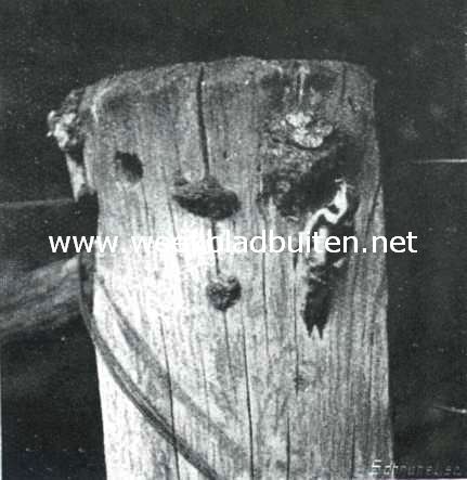 Groote bontspecht bij de nestholte