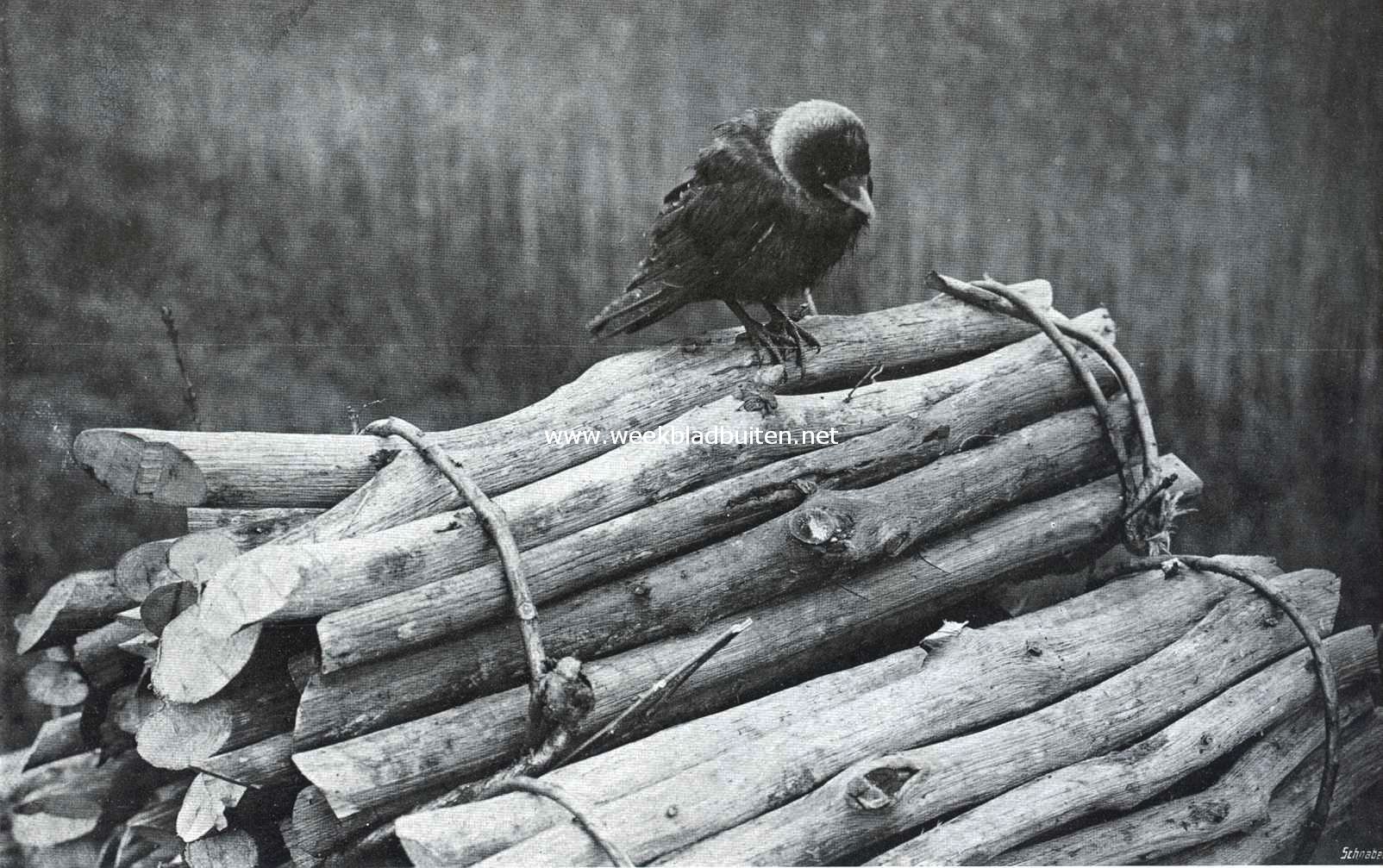 Schelmen uit de vogelwereld. Kauwtje op een stapel talhout
