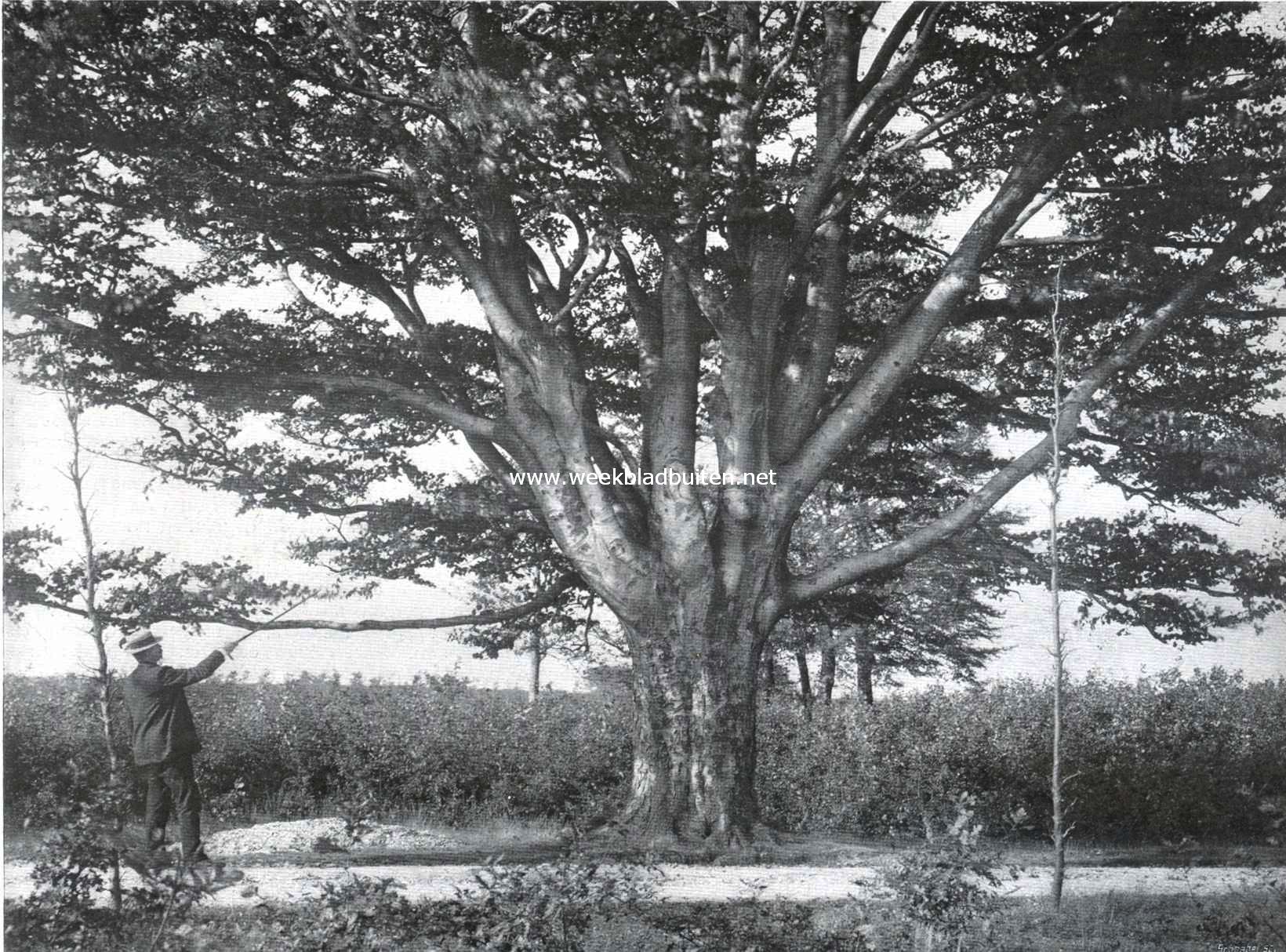 De beuk. Oude beuk bij Rhenen