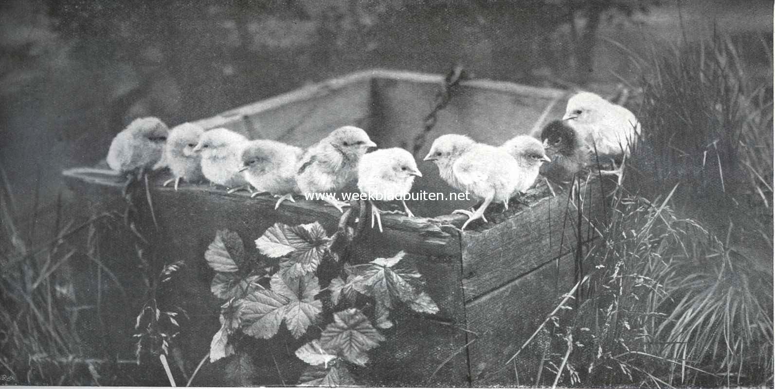 De jonge kuikens 