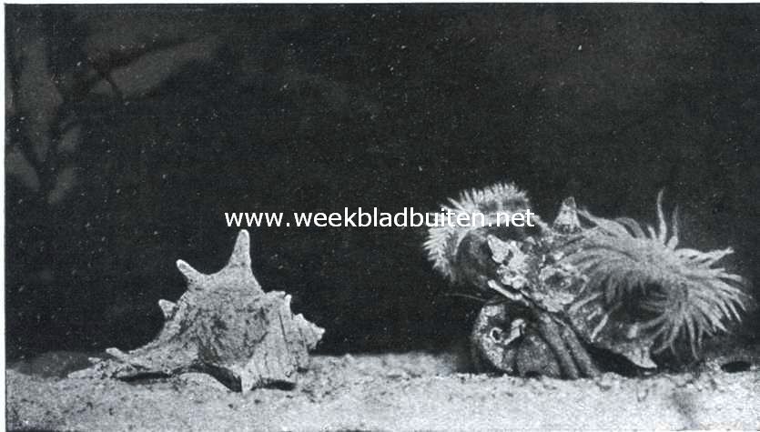 Vriendschap tusschen Heremietkreeft en een Zeeanemone. I. Rechts een heremietkreeft in een oud huisje van een brandhorenslak, waarop zich twee zeeanemonen gevestigd hebben. Links ligt een ledig nieuw huisje van de genoemde slakkensoort. De zeeanemonen, waarvan degene die zich rechts bevindt, de tentakels een weinig, de andere de tentakels geheel uitgespreid heeft, hebben zich aan beide zijden van de opening van het slakkenhuisje vastgehecht. Zij zijn door een rij stekels, waarmede dit bezet is, van elkaar gescheiden