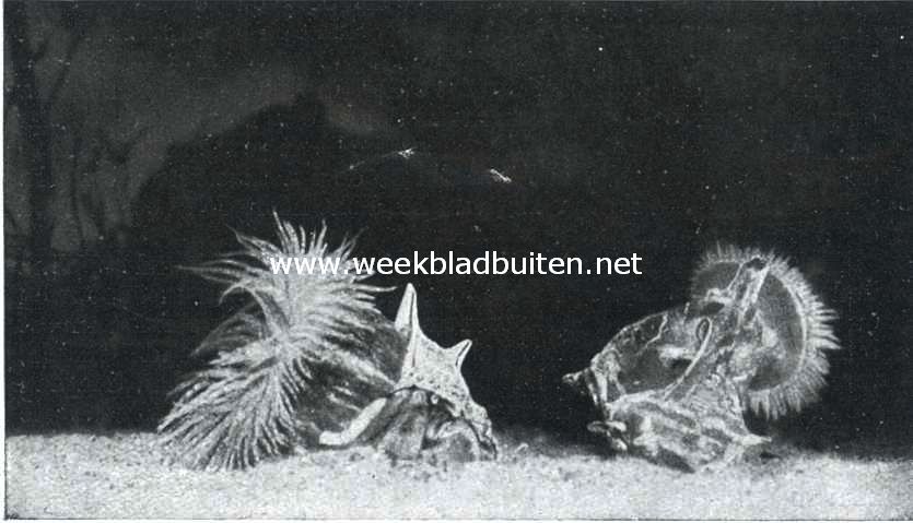 Vriendschap tusschen Heremietkreeft en een Zeeanemone. III. De eene zeeanemoon is op den door de kreeft nieuw betrokken huisje overgegaan. Zij hecht zooals tevoren aan de rechterzijde van de schelp, maar eerst nog zoo laag, dat haar gewicht den kreeft met het huisje naar dien kant doet overhellen. Het verlaten huisje met de tweede actinie steekt met den top in het zand