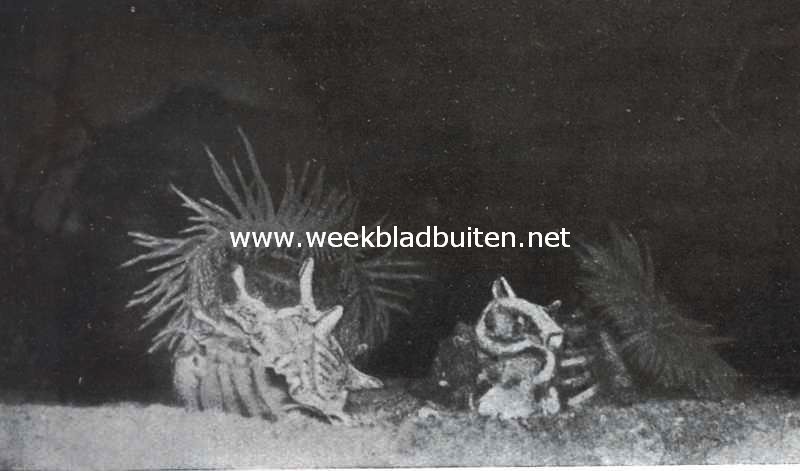 Vriendschap tusschen Heremietkreeft en een Zeeanemone. IV. De heremietkreeft in zijn nieuwe huis: van links gezien, de verhuisde zeeanemoon zit nu ruim en met geheel uitgespreide tentakels (vangarmen), hooger tegen den schelp. Haar voet heeft zich als een tapijt om de stekelachtige uitwassen van den schelp gelegd. Ook de andere actinie, die met het oude huis op den bodem ligt, heeft zich meer uitgespreid