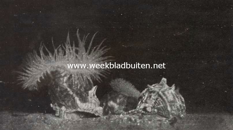 Vriendschap tusschen Heremietkreeft en een Zeeanemone. V. Terwijl de eerste zeeanemoon met wijd uitgespreide tentakels het grootste deel van het nieuwe slakkenhuis overdekt, is de andere (op het oude huis) die in tegenstelling met hare zuster haar vangarmen bijna geheel heeft ingetrokken, van plan, ook naar de nieuwe woning te verhuizen