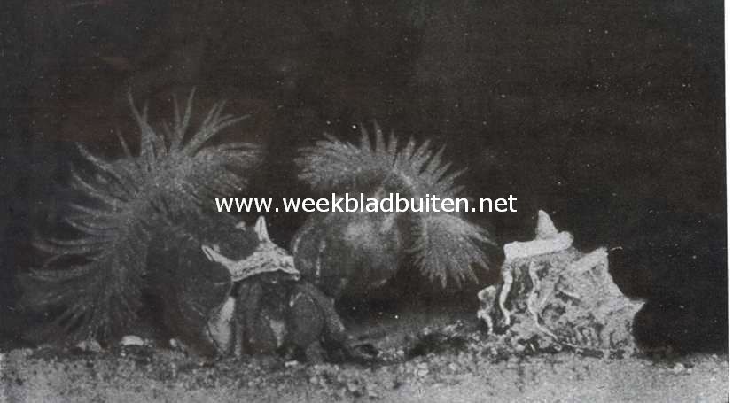 Vriendschap tusschen Heremietkreeft en een Zeeanemone. VI. De kreeft prijkt met de beide zeeanemonen, die de tentakels ten volle hebben uitgespreid. Degene die het eerst verhuisd is, zit nog steeds ruim met uitgebreiden voet, de andere is, ten gevolge van haar nauwe aanhechtplaats op den steel der schelp, schroefvormig gedraaid. Tusschen de opnamen 1 en 2 liggen ongeveer 3 uren, tusschen de overige 12-24 uren. Alles op 3/5 der ware grootte