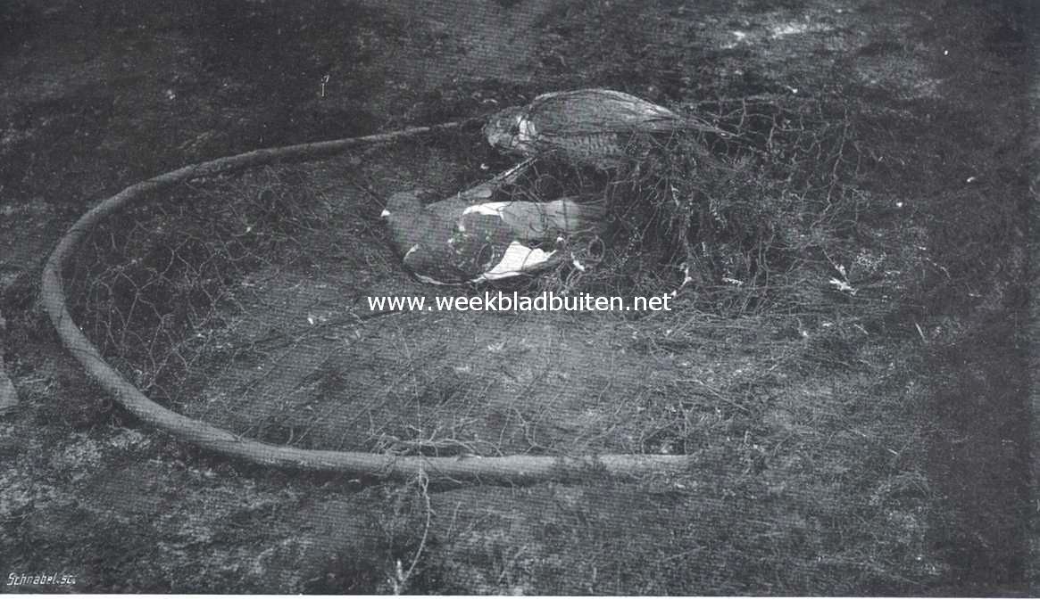 Hoe men vogels vangt. Valkenvangst. De valk met zijn prooi onder het toegeslagen slagnet verschalkt