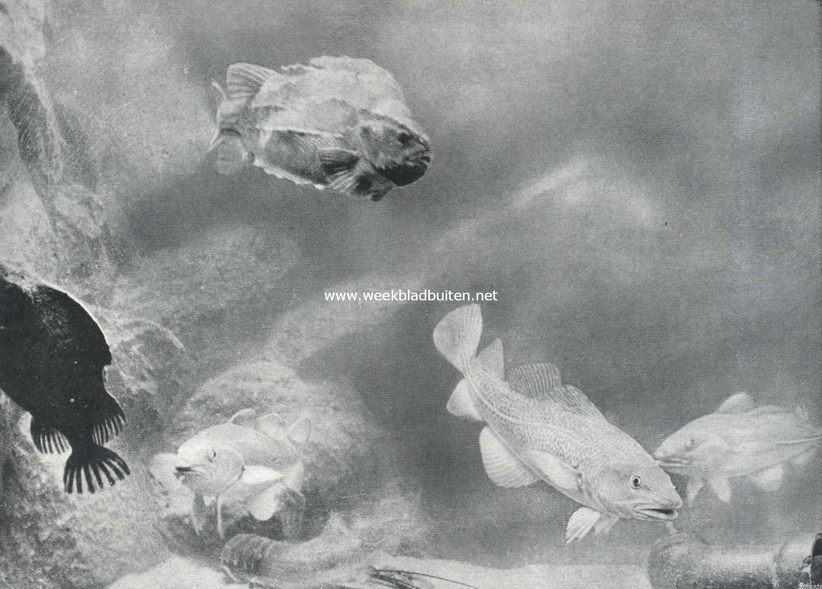 Kabeljauw (onder) en snotdolf (boven) in het aquarium van Artis te Amsterdam