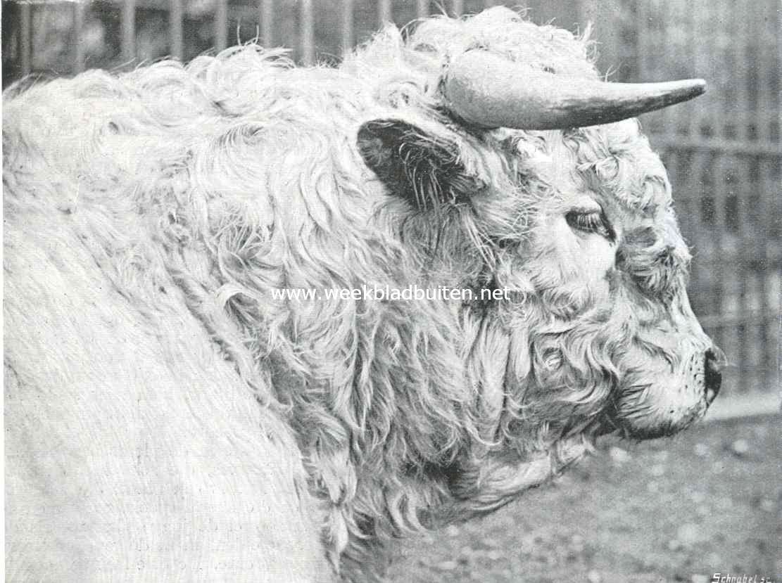 Een oud-adelijk rund. Kop van een stier uit Chartley-Park afkomstig
