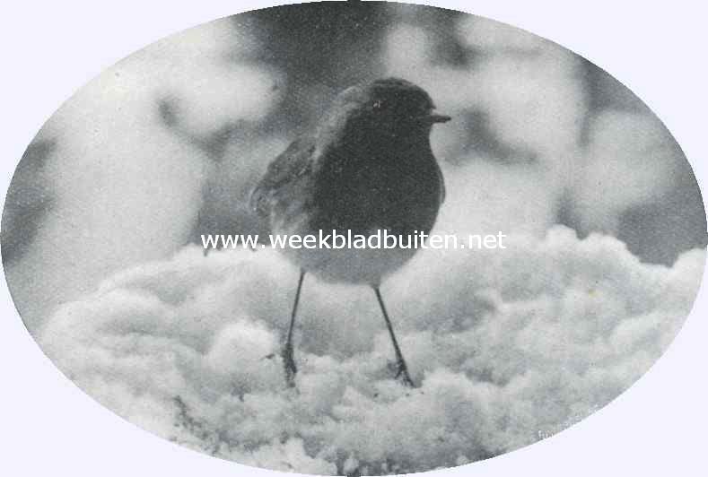 Roodborstje in de sneeuw