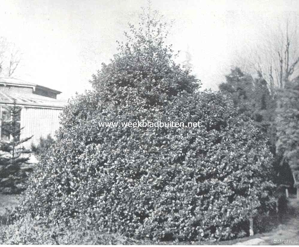 Groote vrijstaande bonte hulst (Ulex Aquifolium Aurea Marginata)