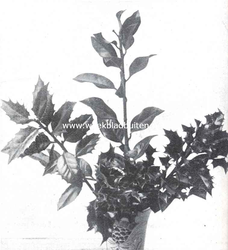 Ilex Angustifolia, Ilex Laurifolia en Ilex Aquifolium Aurea Regina (v.l.n.r.)