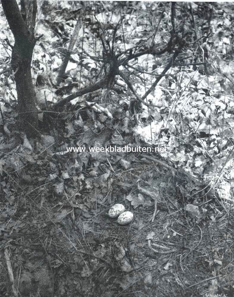 Nest met eieren van den geitemelker of nachtzwaluw