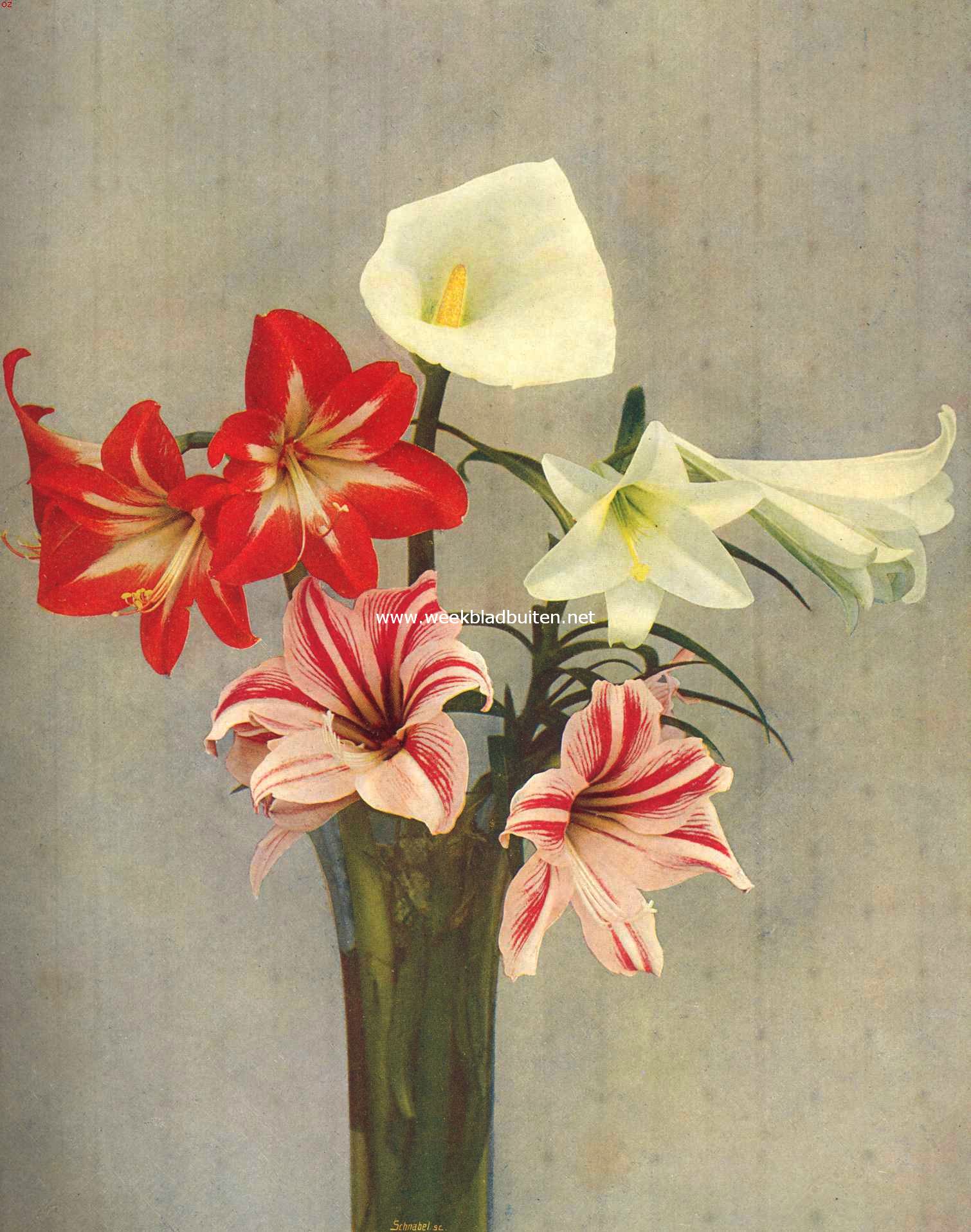 Calla Childsiana. Hippeastrum Hybridum. Lilium Longiflorum. Opname direct naar de natuur in kleuren. Dirk Schnabel