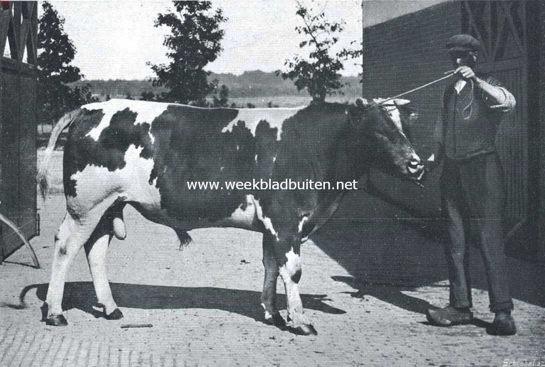 Stier Jan II. Rondbont. Maas-Rijn-Ijsselslag
