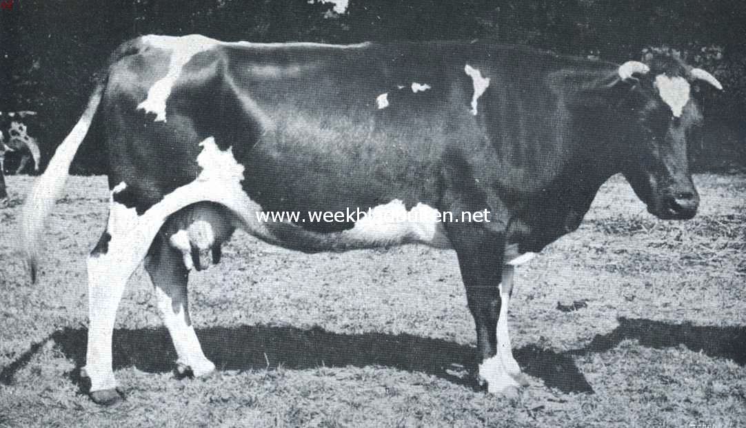 Een koe van het roodbont Maas-Rijn-Ijsselslag