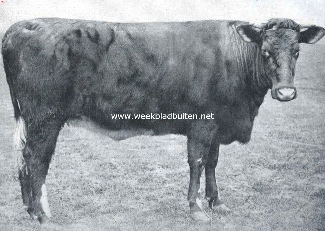 Shorthorn (Durham) kalfvaars
