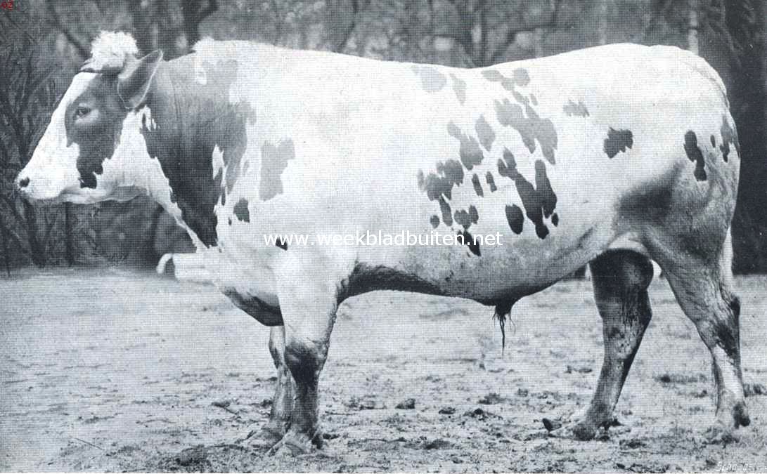 Gekruiste Zeeuwsch-Hollandsche stier