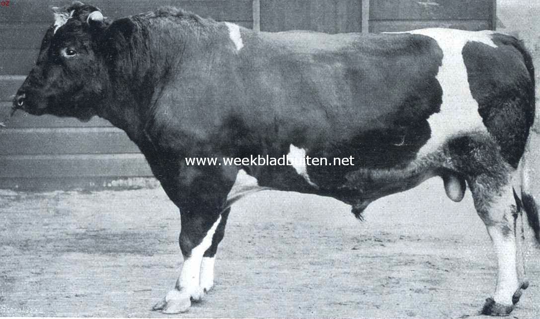 Ingevoerde Hollandsche stier