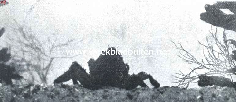 Zeespinnen-maskerade. I. Een zeespin (Hyas Aranea L.) op den bodem, rechts en links een roodwier (Ceramium Rubrum AG.) en grootbladig blaaswier (Fucus Vesiculosus L.). De nog geheel onbekleede zeespin in eenigszins opgerichte houding van de rugzijde gezien