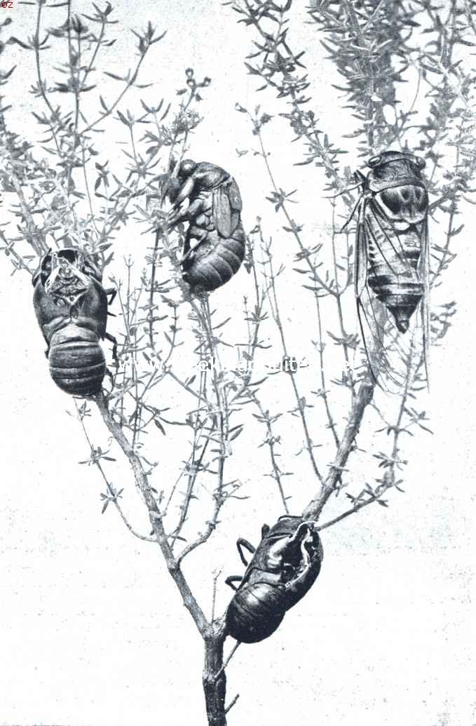 De cicade van larve tot volkomen insect