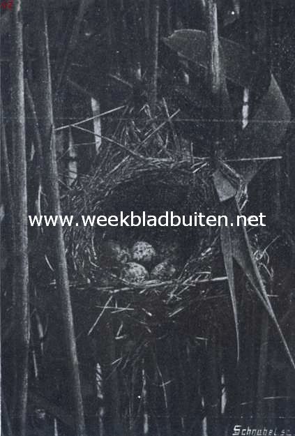 Nest met eitjes van de kleine karekiet