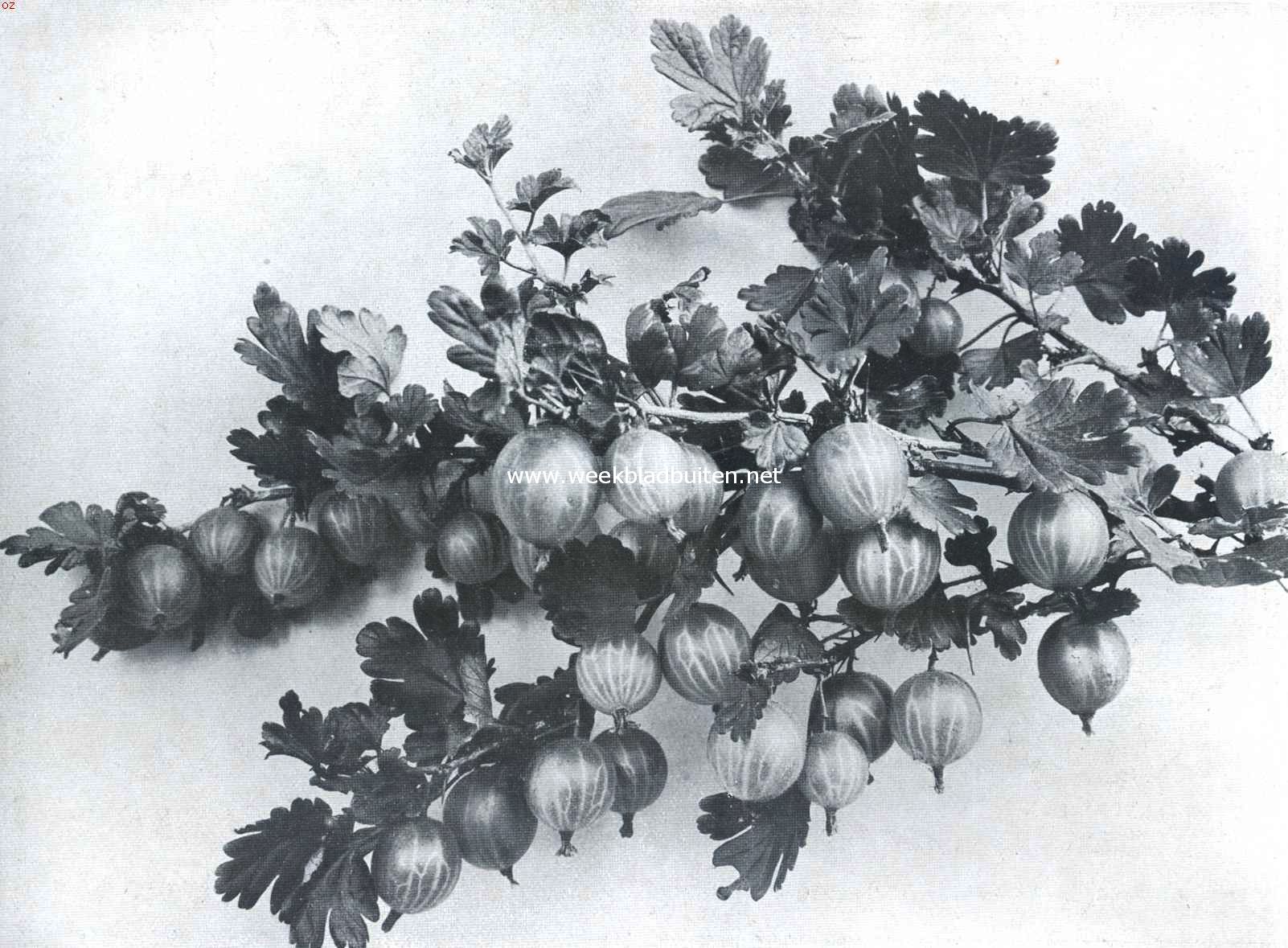 Onbehaarde kruisbessen, White Smith