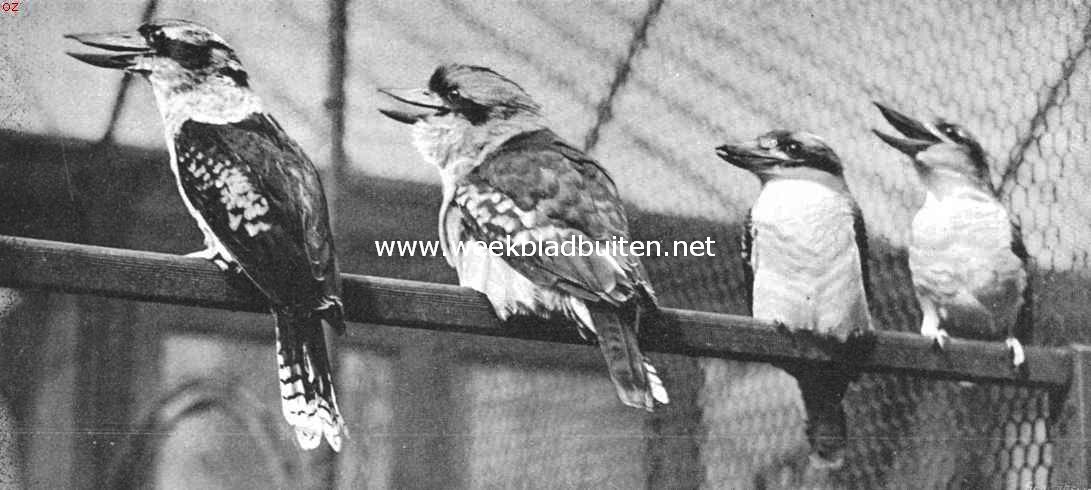 Kiekjes uit de vogelwereld. Reuzen-ijsvogels (Halcyon Giganteus)