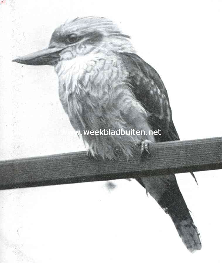 Kiekjes uit de vogelwereld. Reuzen-ijsvogels (Halcyon Giganteus)