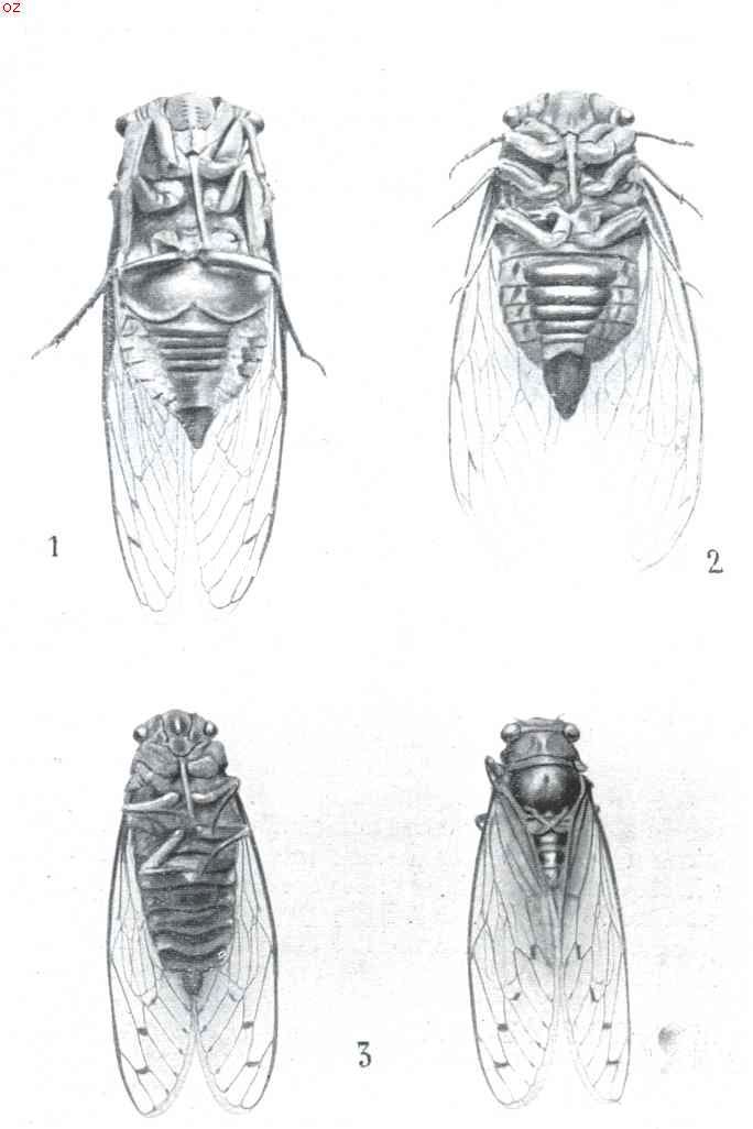 De cicade als zanger. 1. Volwassen mannetjes cicade (buikzijde). 2. Volwassen wijfjes cicade (buikzijde). 3. Wingerd cicade, mannetje en wijfje