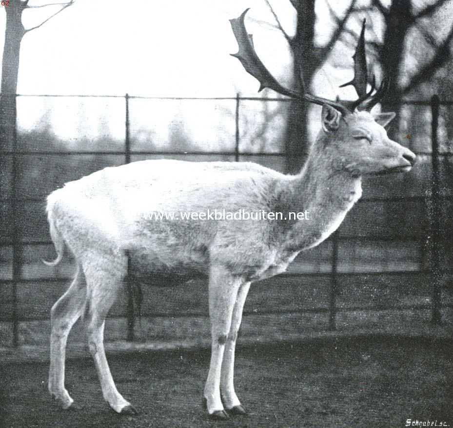 De witte damhertbok in 