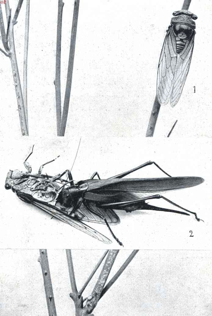 1. Het cicade-wijfje bezig eitjes te leggen. 2. Strijd tusschen den sabelsprinkhaan en de cicade