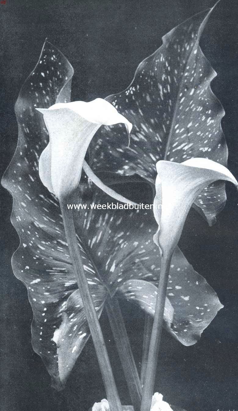Richardia Elliottiana