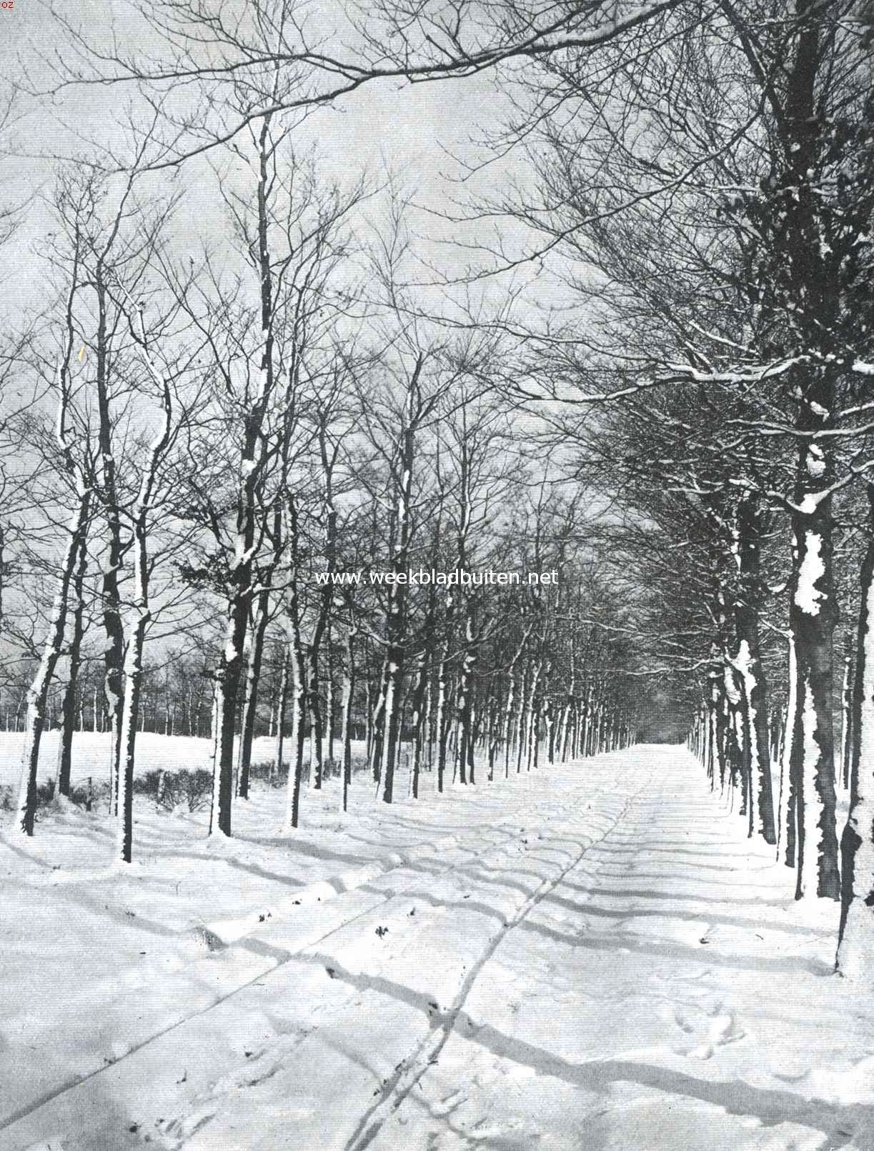 Sneeuw in 't bosch
