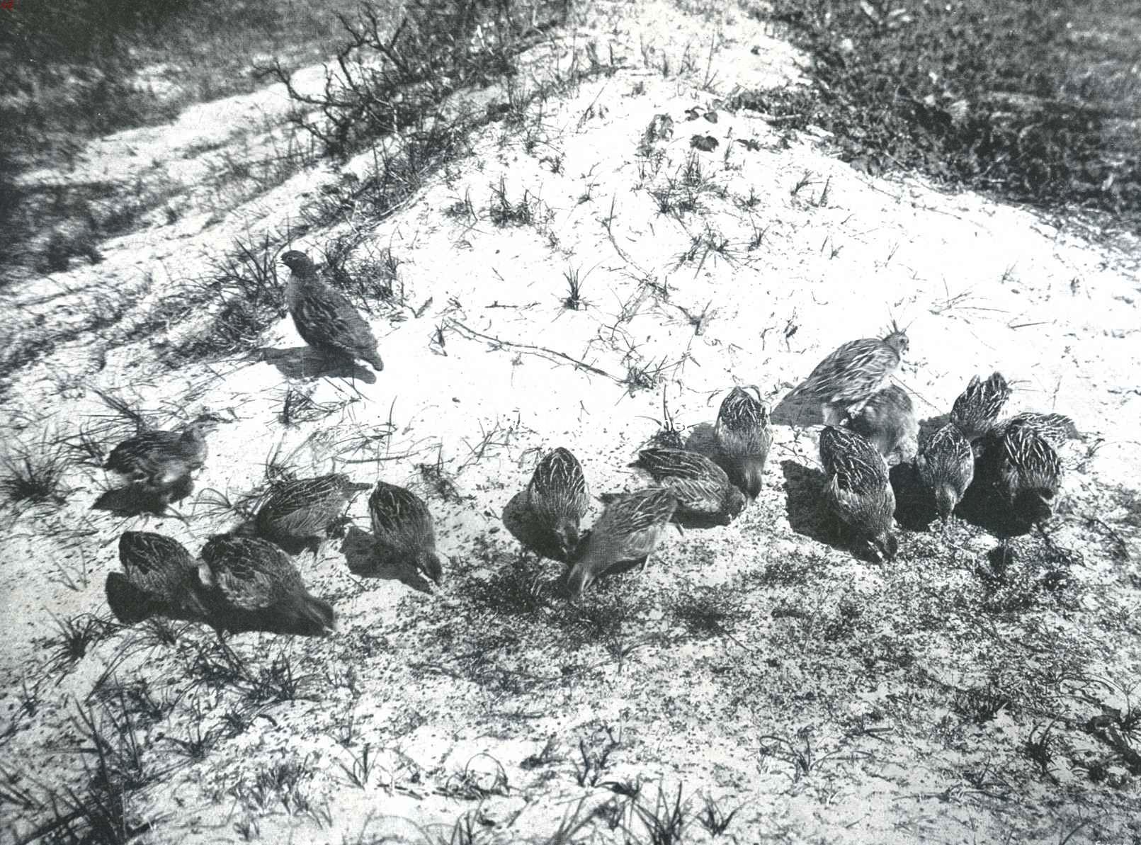 De patrijs. Een klucht patrijzen in de duinen bij Zandvoort. (jonge patrijzen vergezeld door een ouden haan)