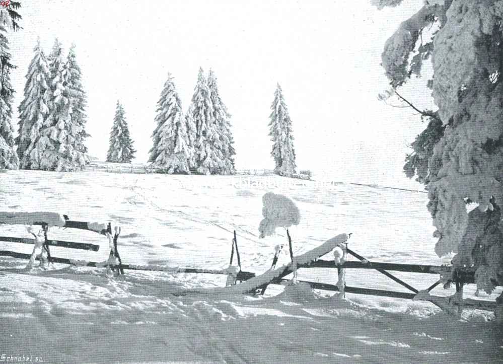 Zwitserland op zijn mooist. Besneeuwde dennen te St. Moritz
