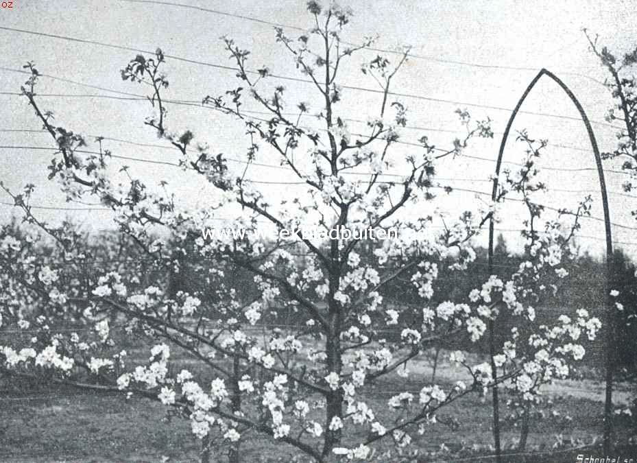 Palmetvorm appelboom 