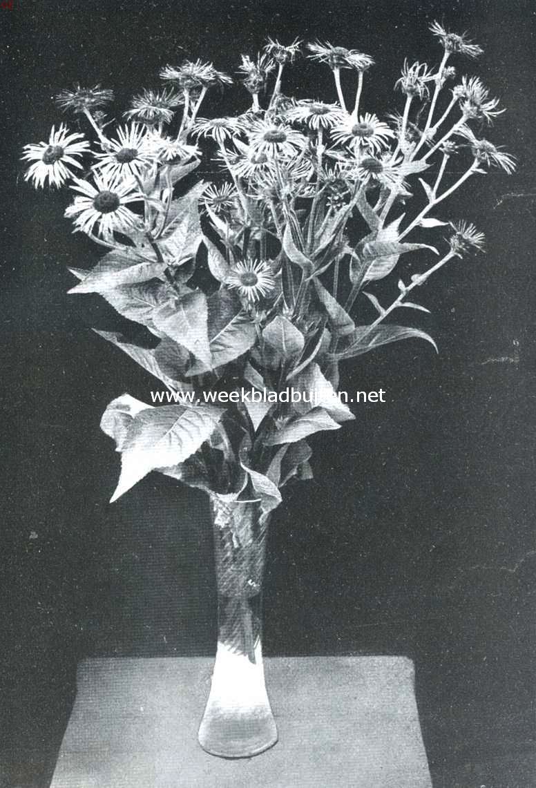 Inula Macrocephala. Een prachtige vaste plant met goudgele bloemen, uitnemend geschikt om vrijstaand te worden uitgeplant