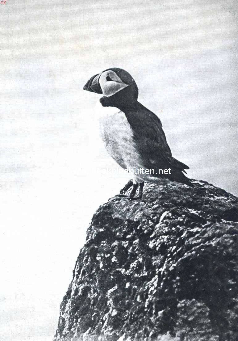De papegaaiduiker