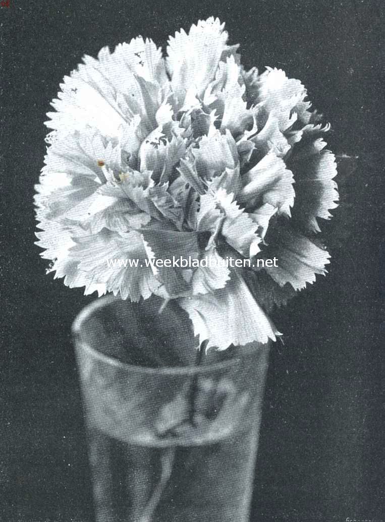 Amerikaansche Anjer M. Barsse Van Brienen. Certificaat 1ste klasse op de plantenkeuring der Nederlandsche Maatschappij van Tuinbouw en Plantkunde van 12 Maart 1912