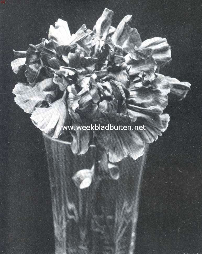 Malmaison Anjer Mrs. C.F. Raphal. Certificaat 1ste klasse op de plantenkeuring der Nederlandsche Maatschappij van Tuinbouw en Plantkunde van 12 Maart 1912