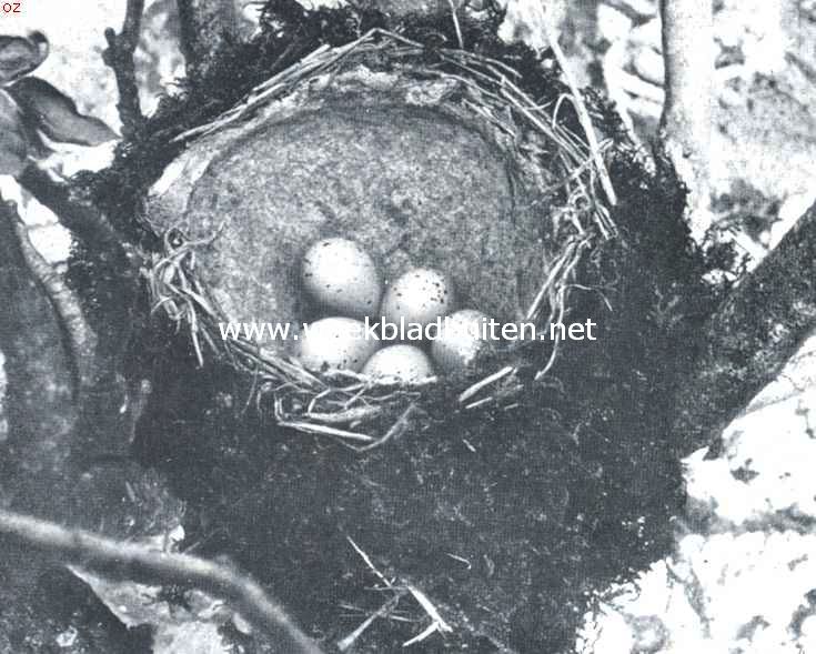 De zanglijster. Nest met eieren van een zanglijster