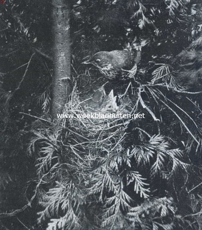 De zanglijster. Nest met jonge zanglijsters 1