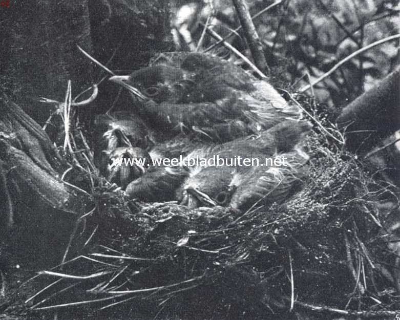 De zanglijster. Nest met jonge zanglijsters 2