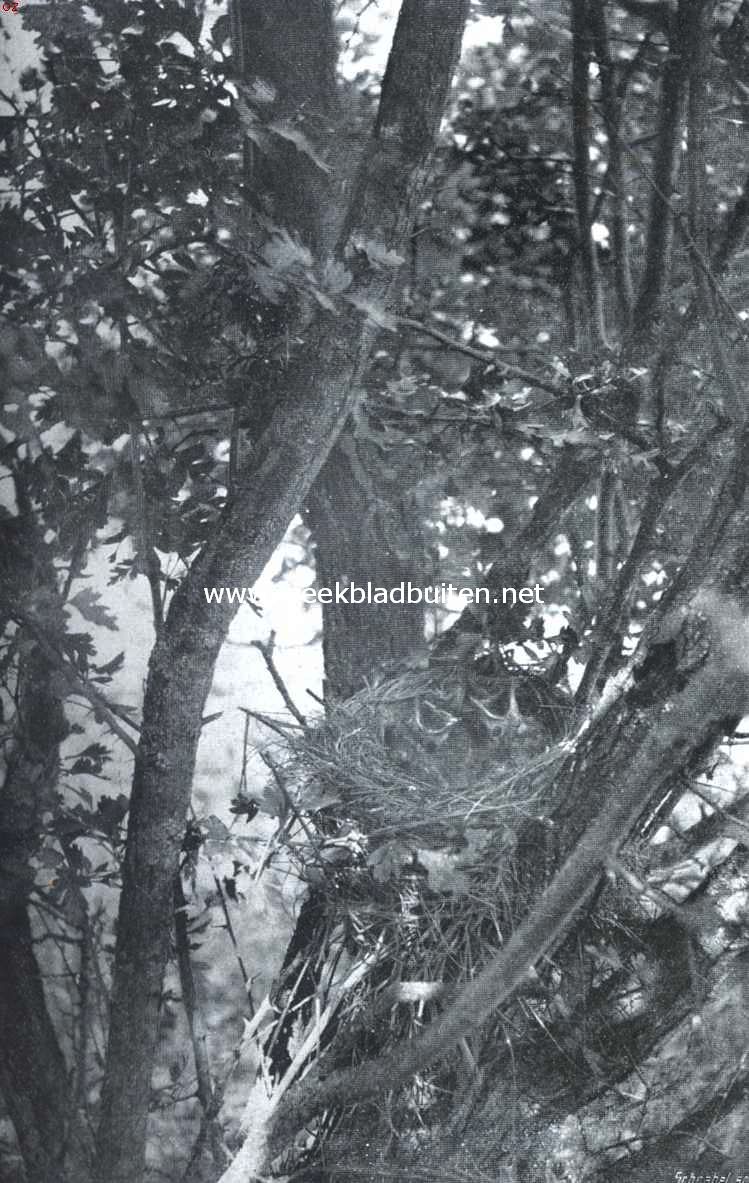 De zanglijster. Nest en jongen van den zanglijster