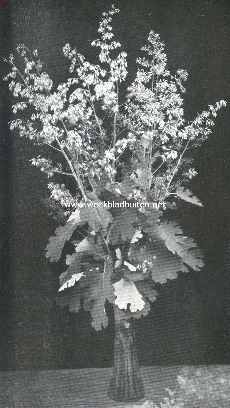Bocconia Japonica. Prachtige vaste plant met blauw-grijze bladeren, uitnemend geschikt om vrijstaand te worden uitgeplant