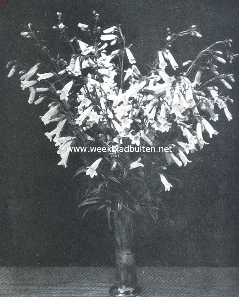 Pentstemon, 