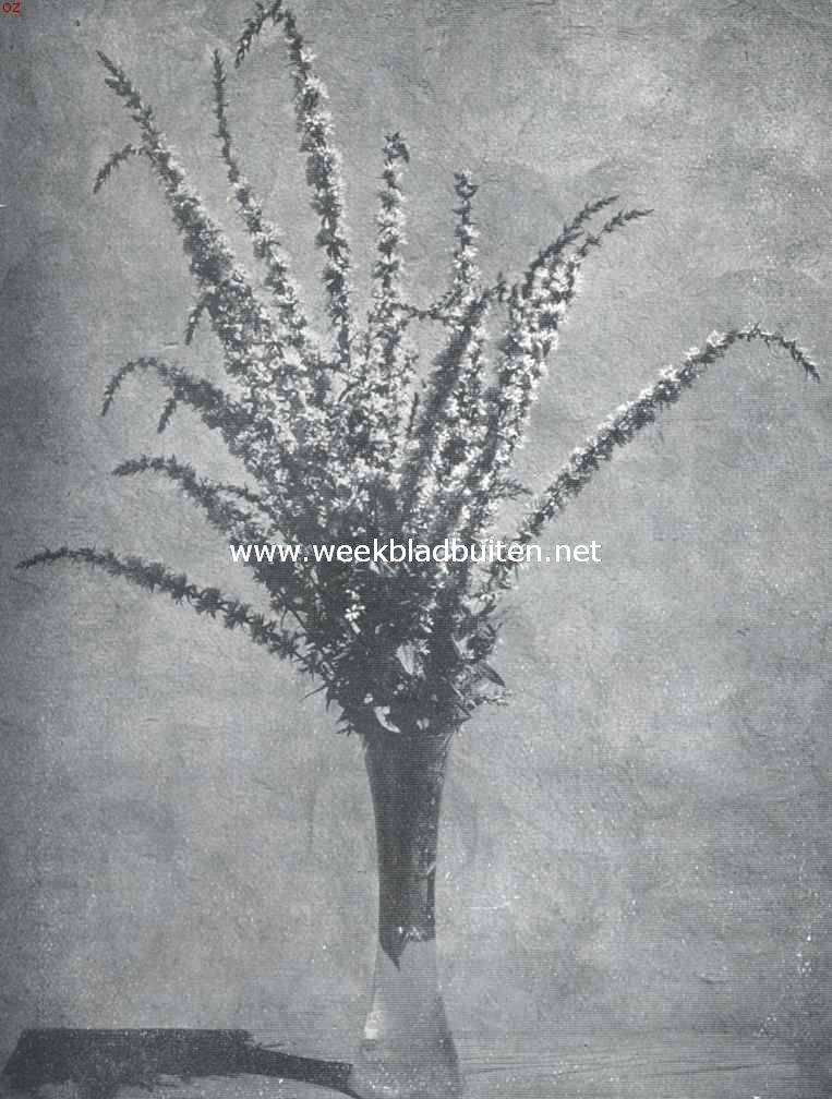 Lythrum 