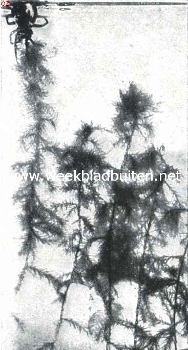 De waterspin (Argyroneta Aquatica Cl.). II. De spin is langs een waterplant naar boven geklauterd en haalt, deze als teun gebruikend de eerste luchtbel voor de klok